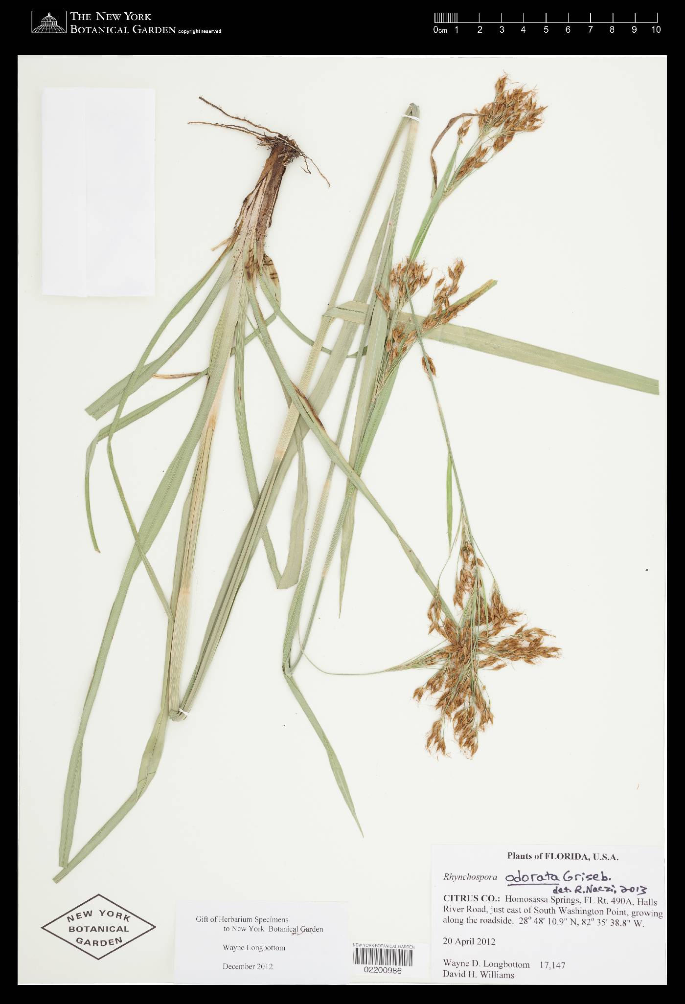 Rhynchospora odorata image
