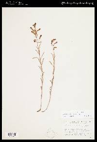 Penstemon cusickii image