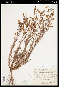 Penstemon cusickii image