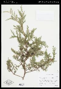 Chamaecyparis thyoides image