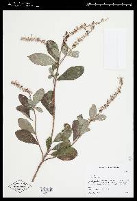 Clethra alnifolia image