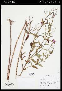 Rhexia virginica image