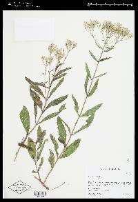 Eupatorium album image