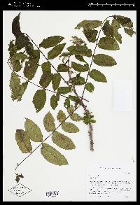 Juglans cinerea image