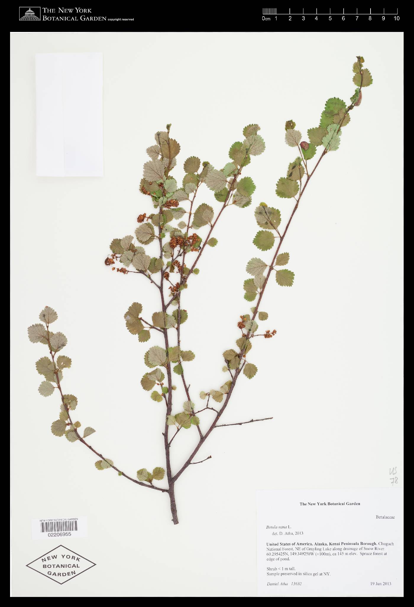 Betula nana image