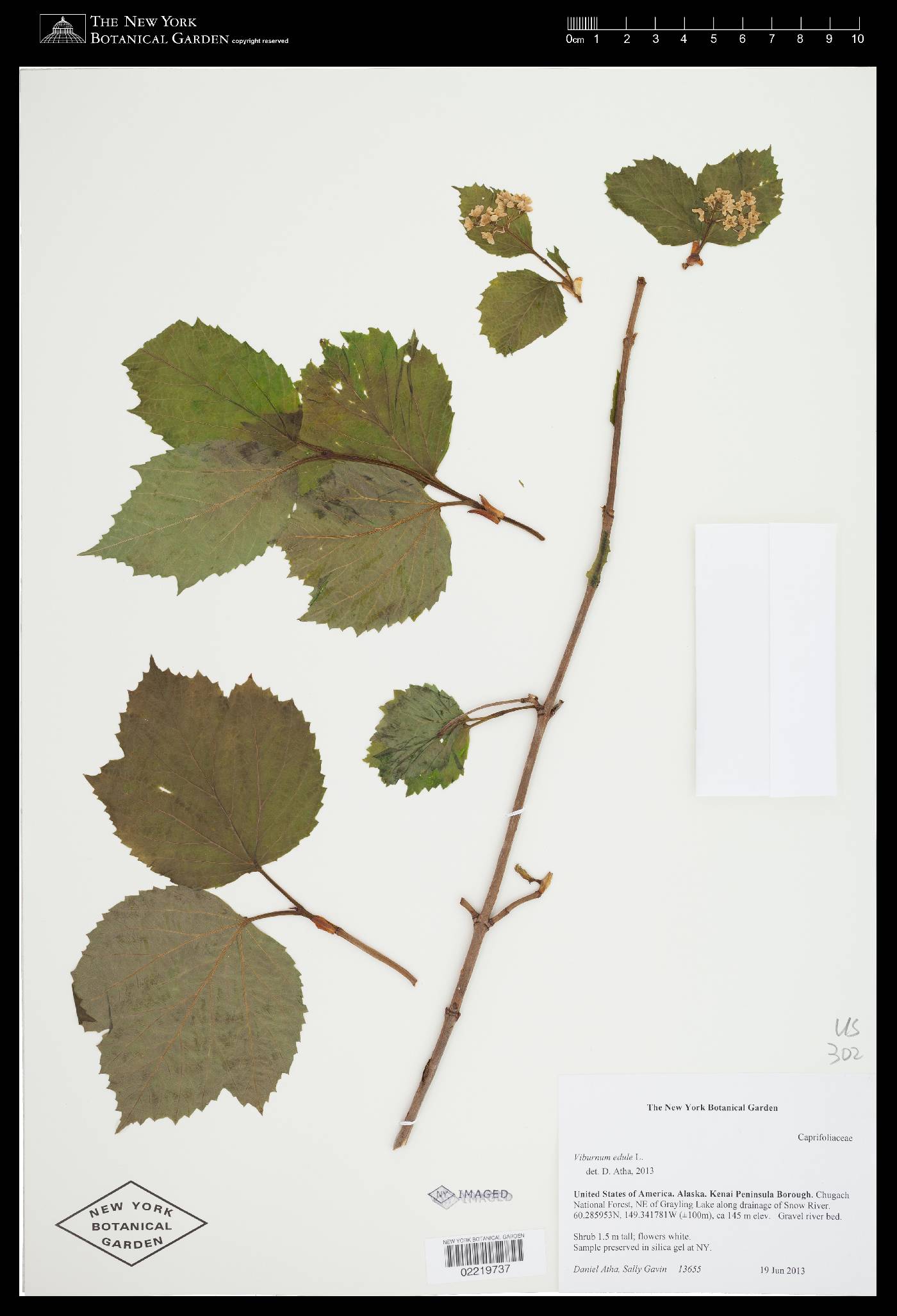 Viburnum edule image