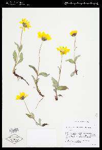 Arnica griscomii subsp. frigida image