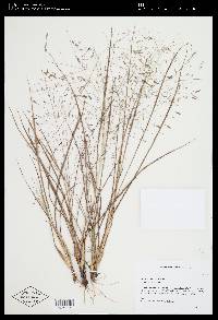 Eragrostis elliottii image