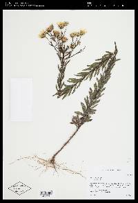 Chrysopsis hyssopifolia image