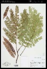 Albizia julibrissin image