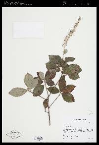 Clethra alnifolia image