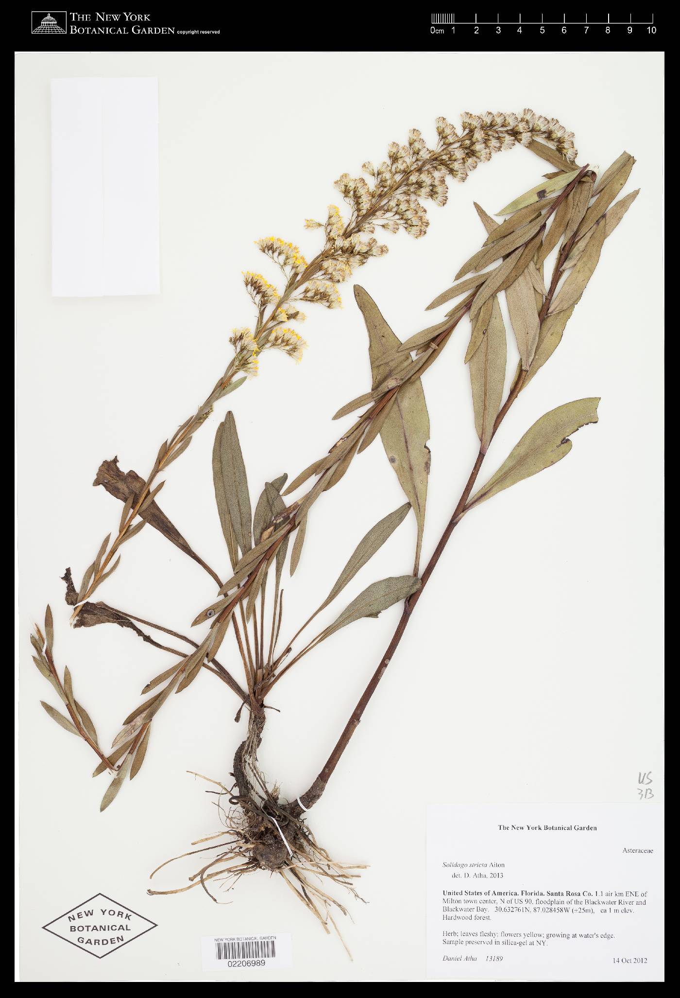 Solidago stricta image