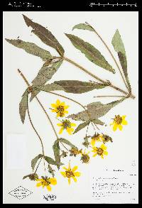 Bidens laevis image