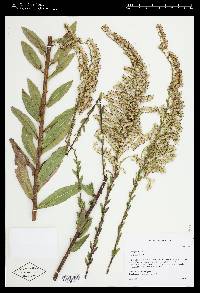 Solidago fistulosa image