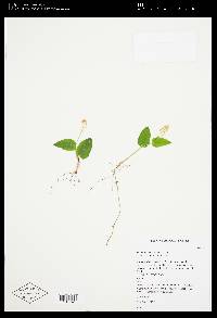 Maianthemum canadense image