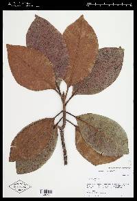 Magnolia grandiflora image