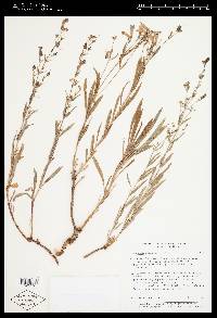 Penstemon cusickii image