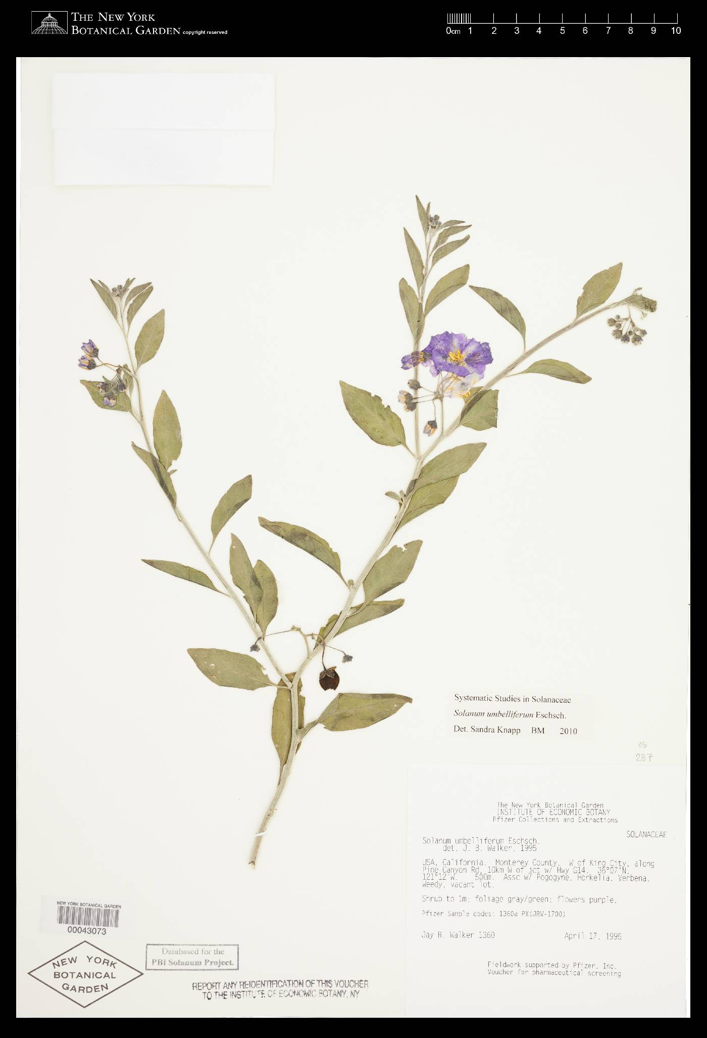 Solanum umbelliferum image