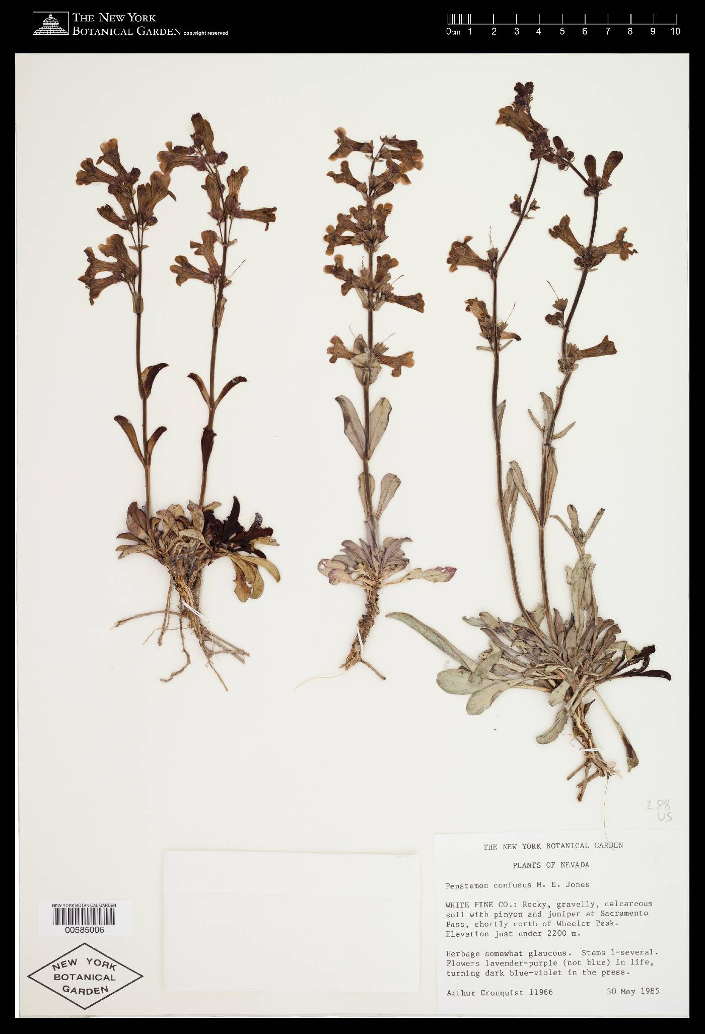 Penstemon confusus var. confusus image