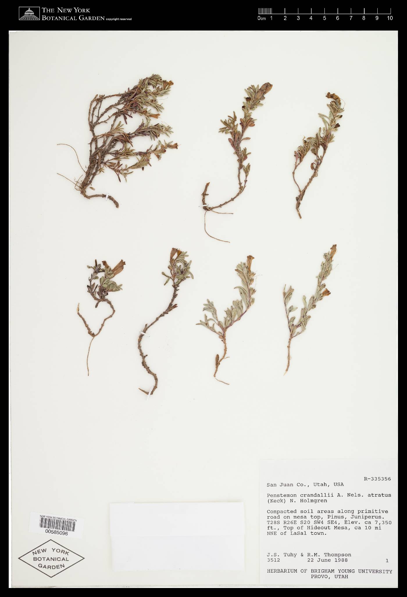 Penstemon crandallii image