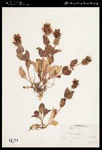 Penstemon cyananthus var. judyae image