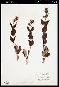 Penstemon cyananthus image