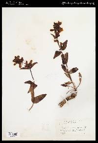 Penstemon cyananthus image