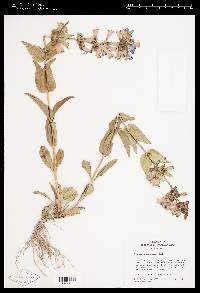 Penstemon cyananthus var. cyananthus image