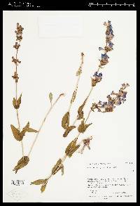 Penstemon cyananthus image