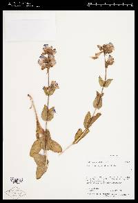 Penstemon cyananthus var. cyananthus image
