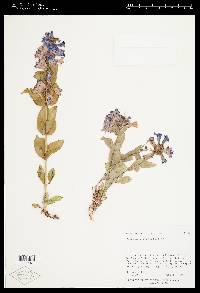 Penstemon cyananthus var. judyae image
