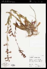 Penstemon cyananthus image