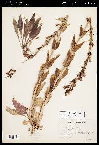 Penstemon cyananthus var. cyananthus image
