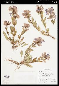Penstemon cyananthus var. judyae image