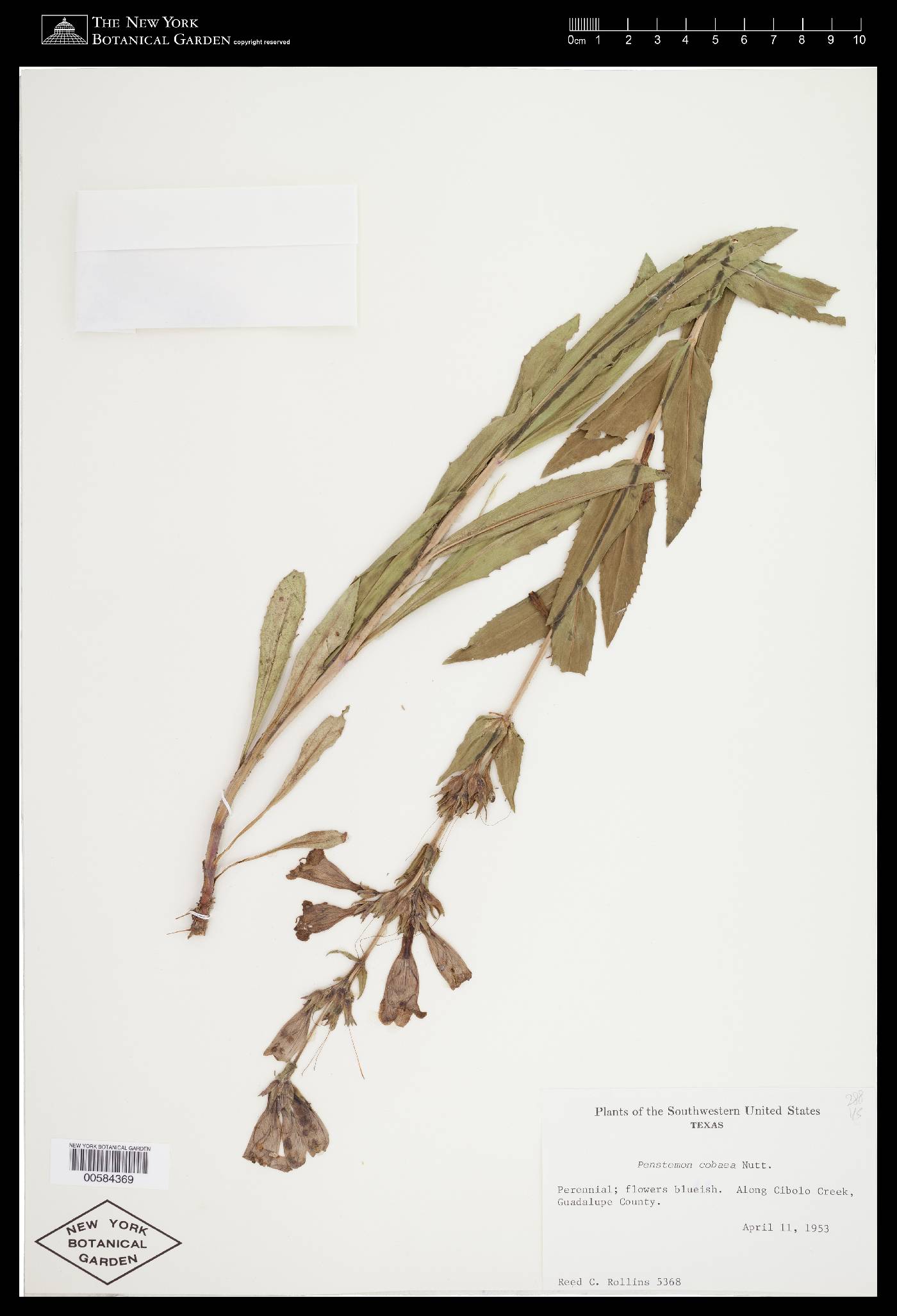 Penstemon cobaea var. cobaea image
