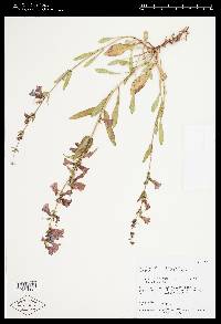 Penstemon cyanocaulis image