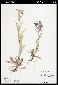 Penstemon cyananthus image