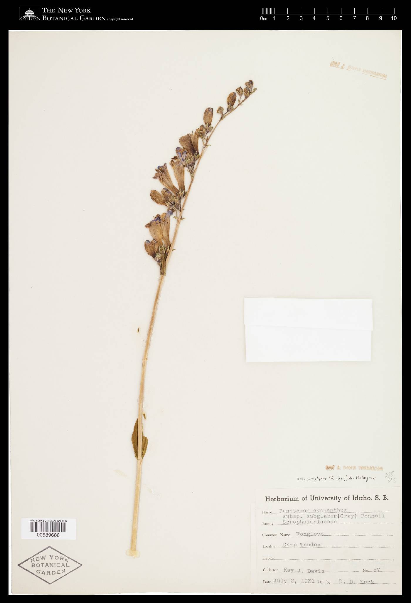 Penstemon cyananthus var. subglaber image