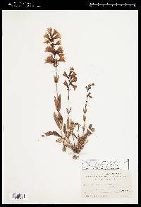 Penstemon cyananthus image