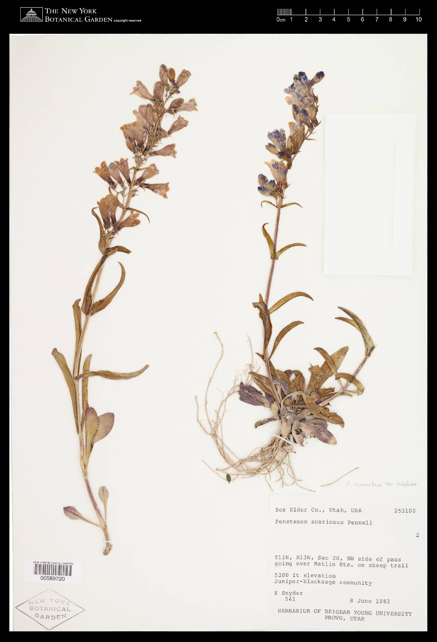 Penstemon cyananthus var. subglaber image