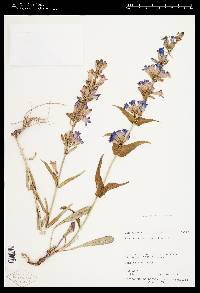 Penstemon cyananthus var. subglaber image