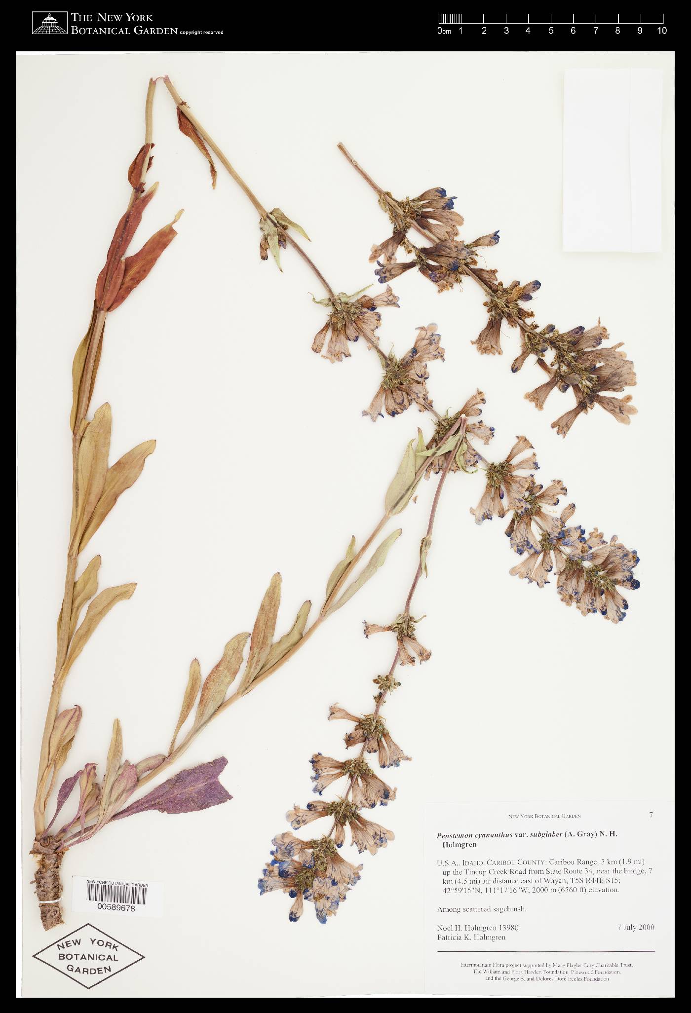 Penstemon cyananthus var. subglaber image