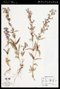 Penstemon cyananthus image