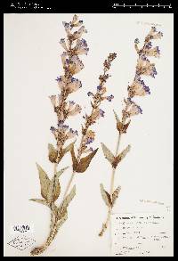 Penstemon cyaneus image