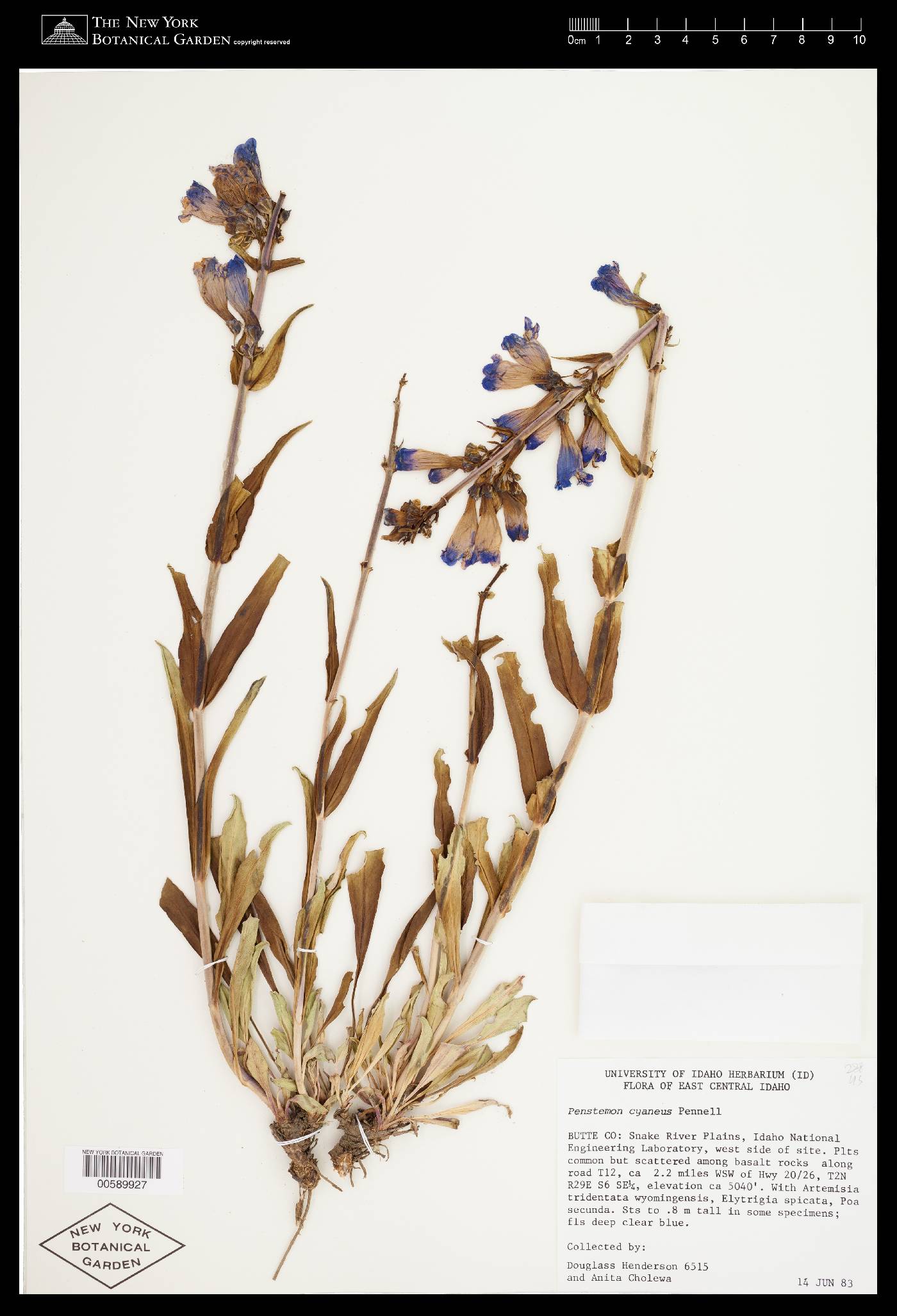 Penstemon cyaneus image