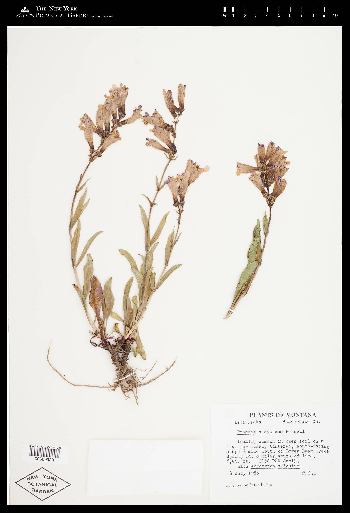 Penstemon cyaneus image