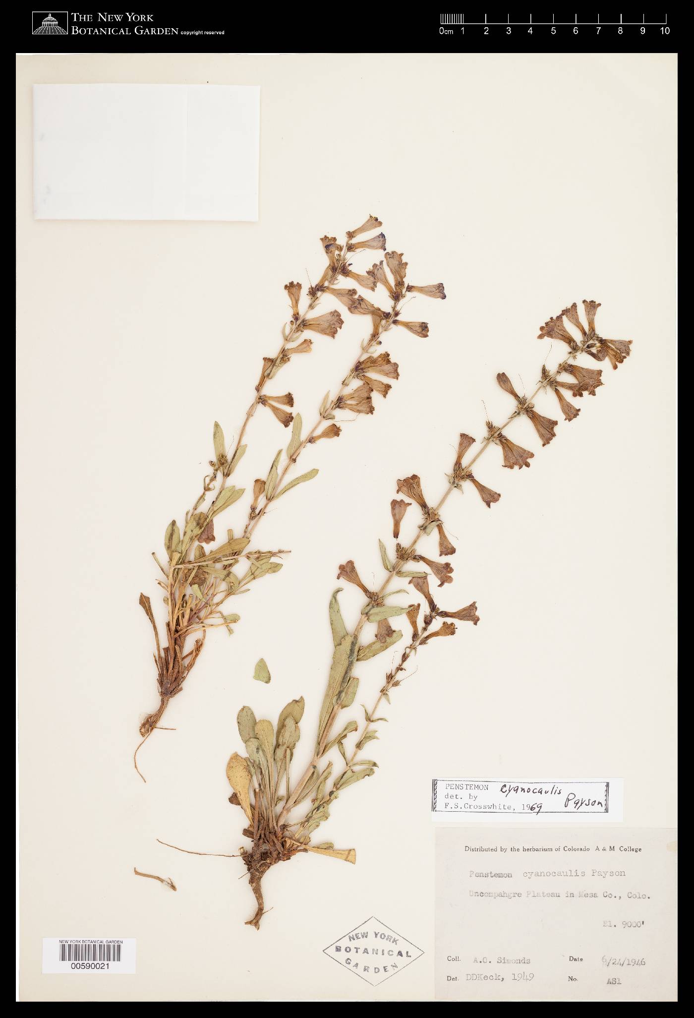 Penstemon cyanocaulis image