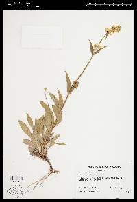 Penstemon confertus image