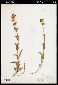 Penstemon confertus image