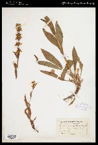 Penstemon confertus image